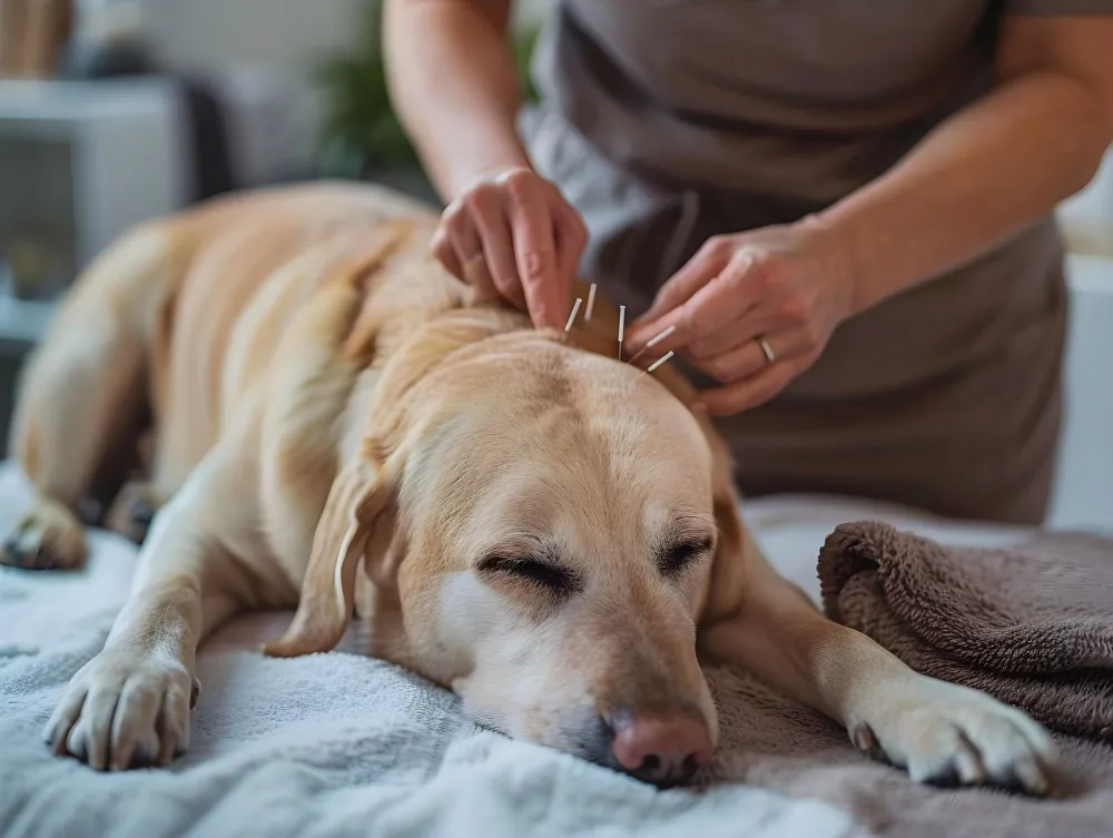 Flor de Lótus Veterinária — Veterinário em Itatiba em Itatiba