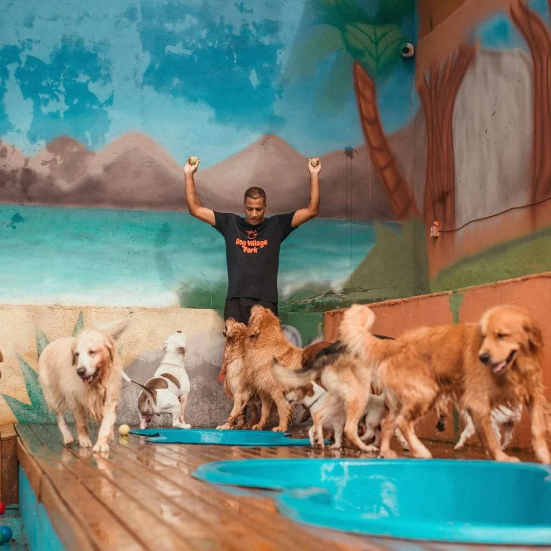 Dog Village Park — Adestramento de Cães em Itatiba em Itatiba