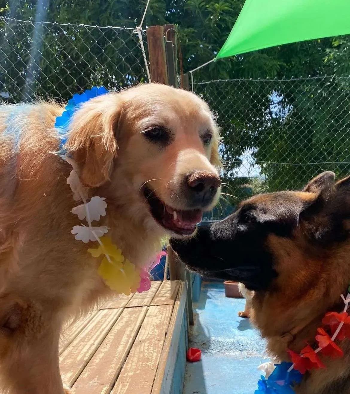 Dog Village Park — Creche para Cães em Itatiba em Itatiba