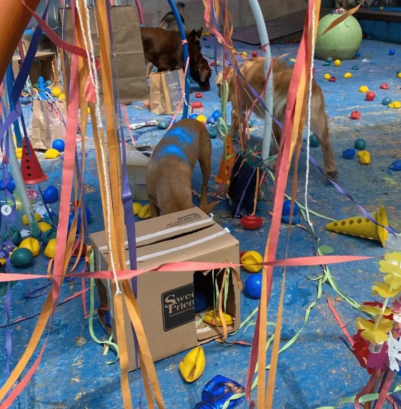 Dog Village Park — Creche para Cães em Itatiba em Itatiba