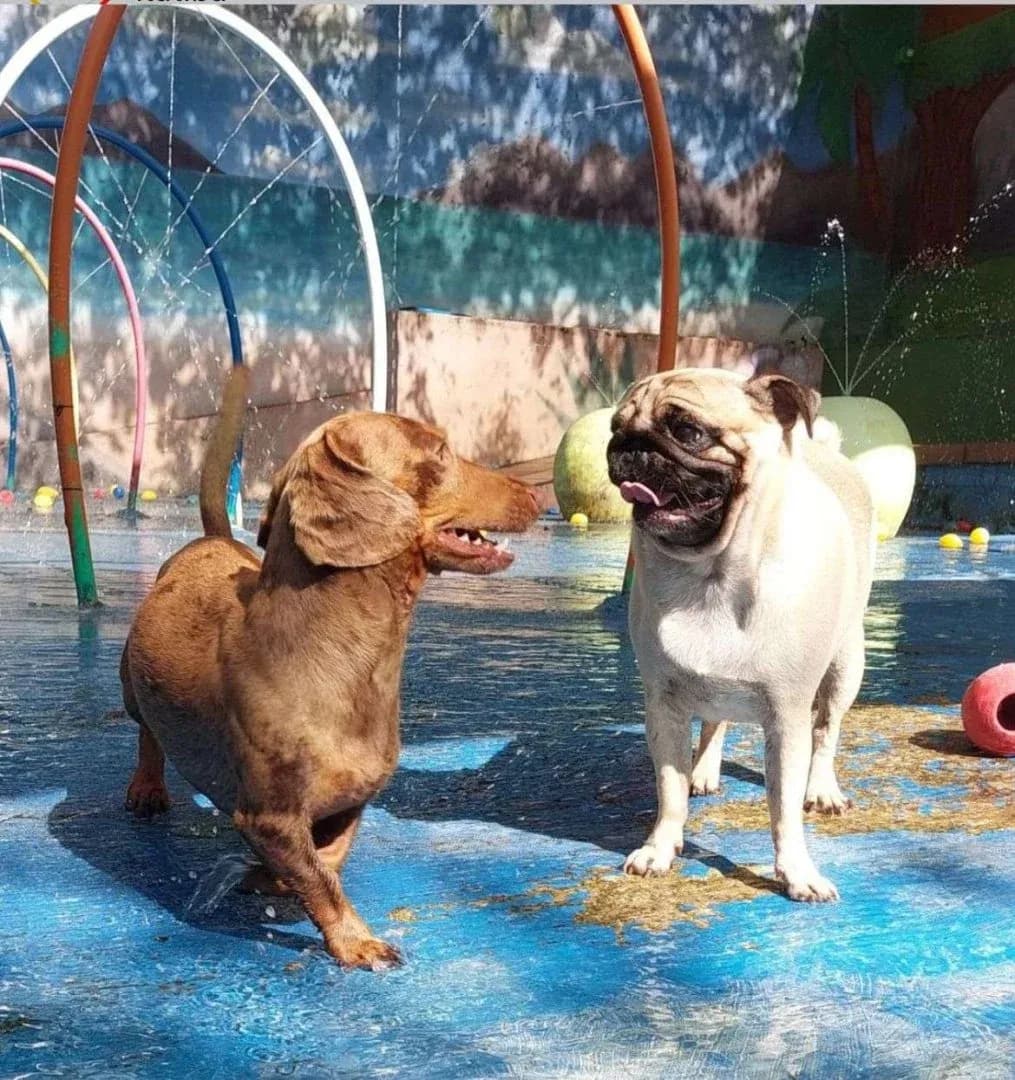 Dog Village Park — Creche para Cães em Itatiba em Itatiba