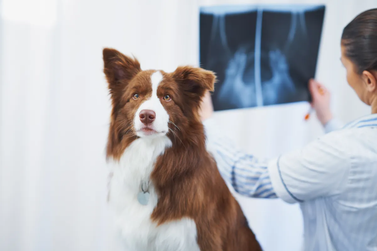 Flor de Lótus Veterinária — Serviços para Pets em Itatiba em Itatiba