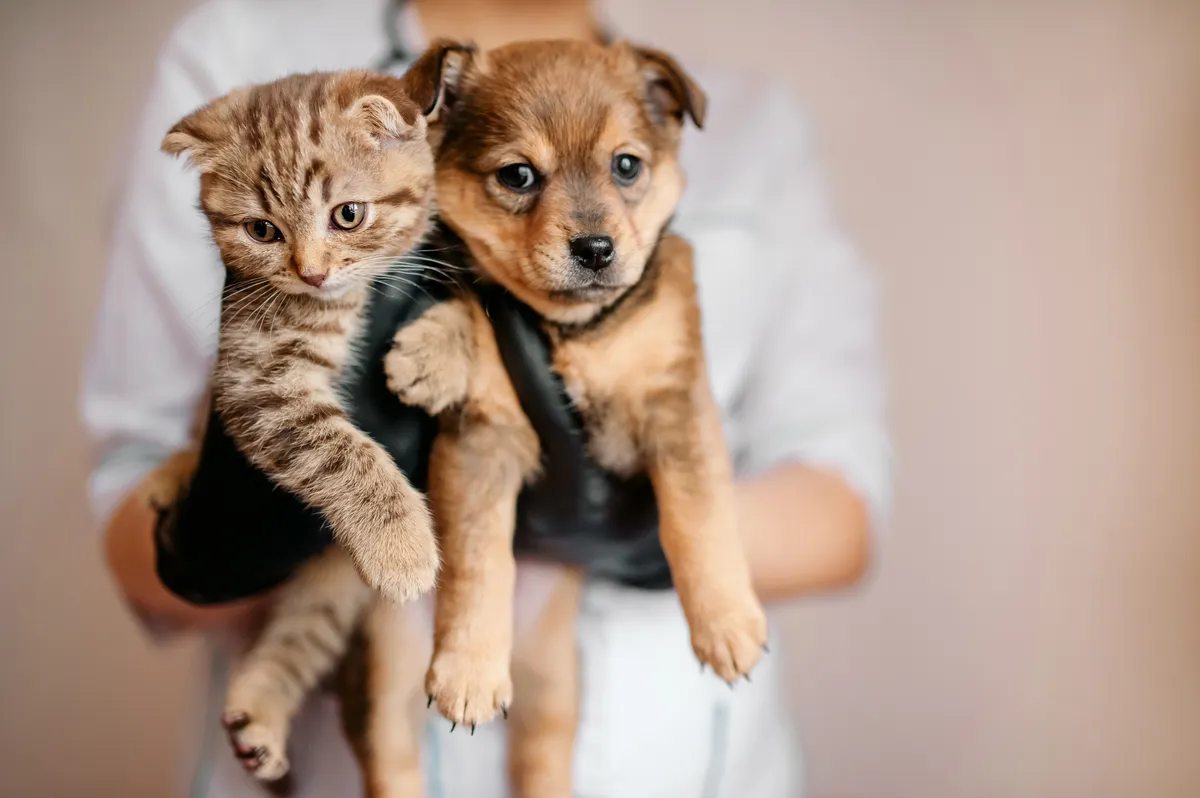 Flor de Lótus Veterinária — Serviços para Pets em Itatiba em Itatiba