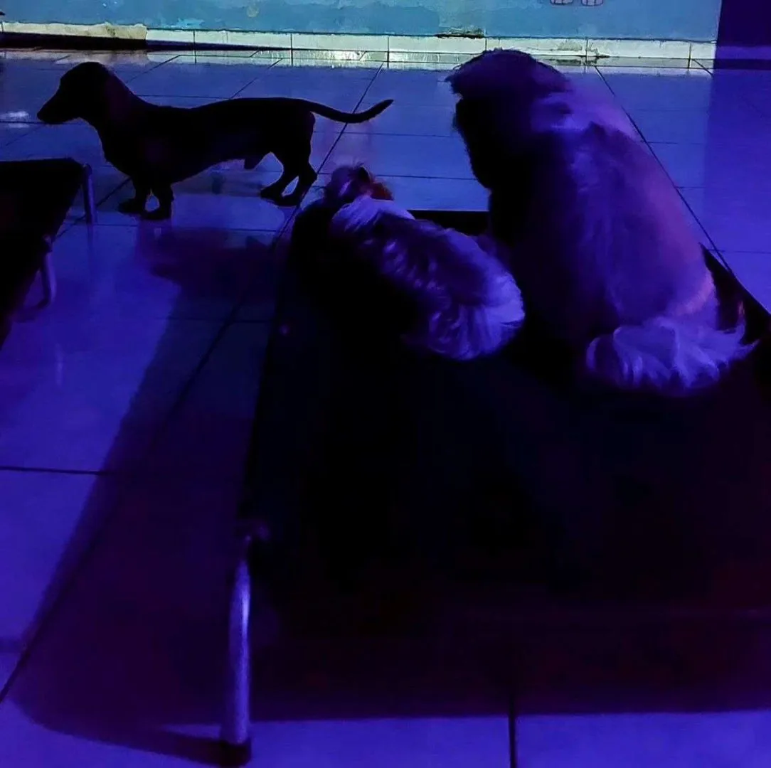 Dog Village Park — Creche para Cães em Itatiba em Itatiba