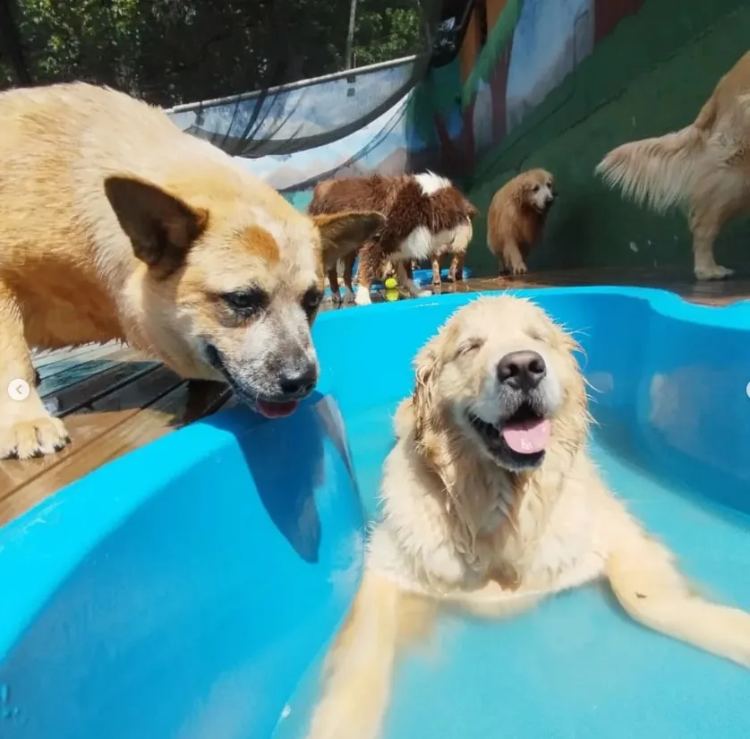 Dog Village Park — Creche para Cães em Itatiba em Itatiba