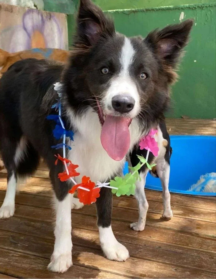 Dog Village Park — Adestramento de Cães em Itatiba em Itatiba