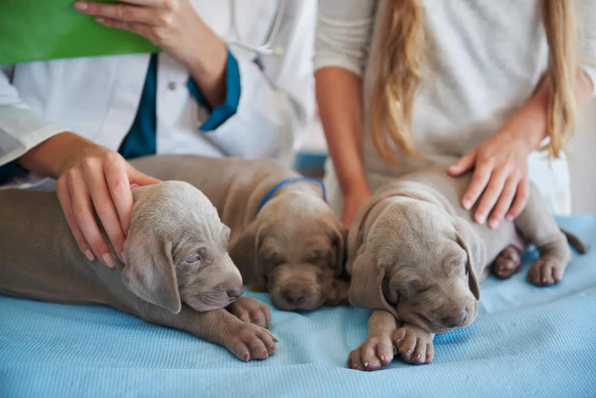 Flor de Lótus Veterinária — Serviços para Pets em Itatiba em Itatiba