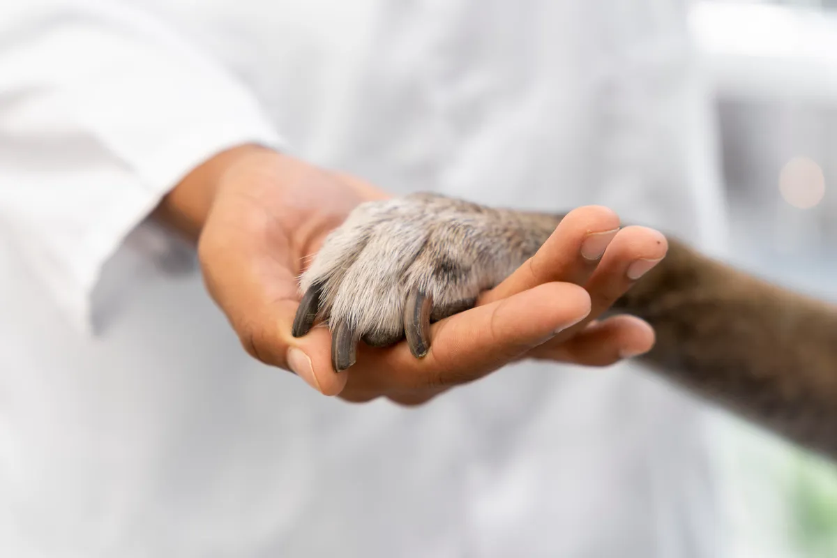 Flor de Lótus Veterinária — Serviços para Pets em Itatiba em Itatiba