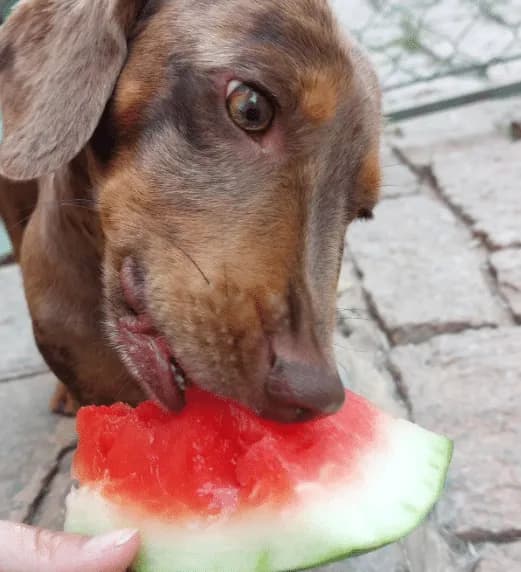 Dog Village Park — Adestramento de Cães em Itatiba em Itatiba