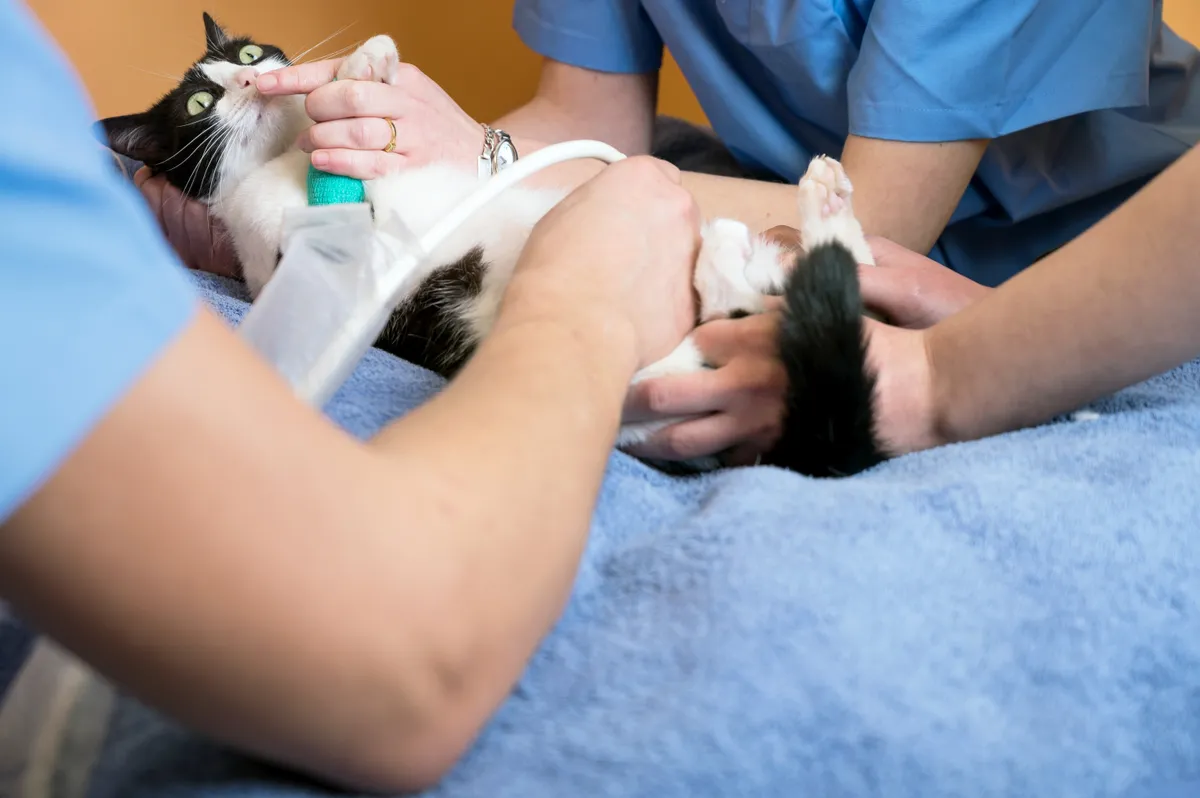 Flor de Lótus Veterinária — Serviços para Pets em Itatiba em Itatiba