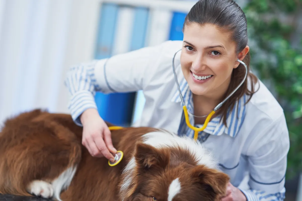 Flor de Lótus Veterinária — Serviços para Pets em Itatiba em Itatiba